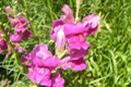 Seifen-Sommer3